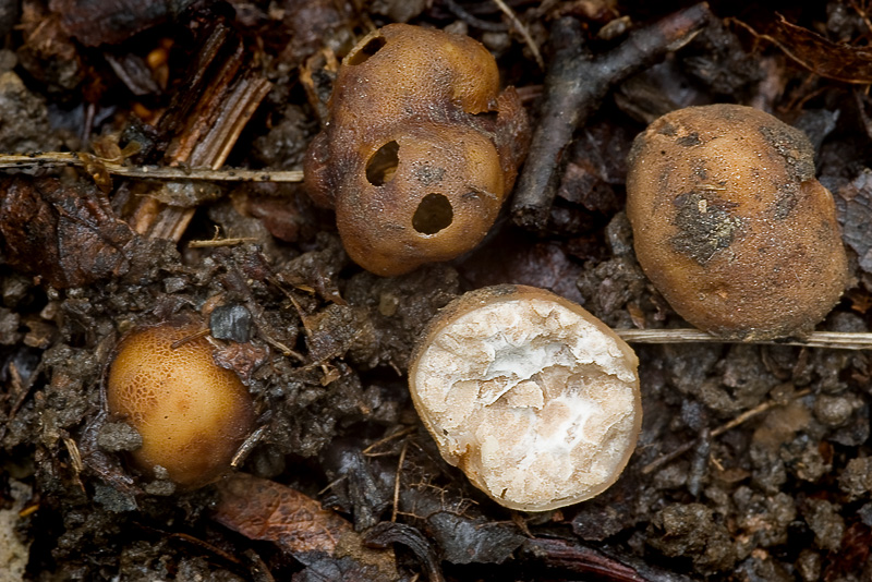 Tuber rufum var. ferrugineum